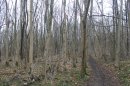 Forêt de Lardy